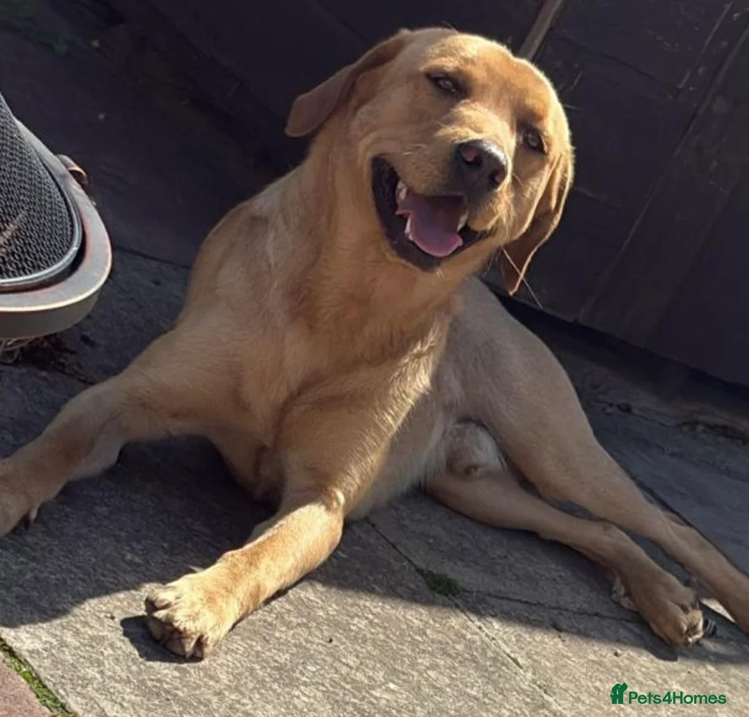 Labrador Retriever dogs for stud: Golden Labrador  in Perth - Advert 1
