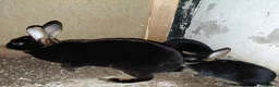 Rex rabbits for sale: Mini rex black otter - Advert 3