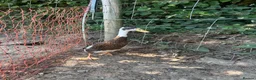 Ducks poultry for sale: Pair of Indian Runner ducks in Dorchester - Advert 3