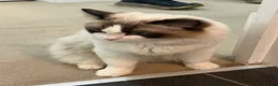 Ragdoll cats for sale: TICA Reg. Championship bloodline Ragdoll kitten - Advert 6