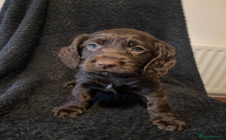 Cocker Spaniel dogs - Advert 2