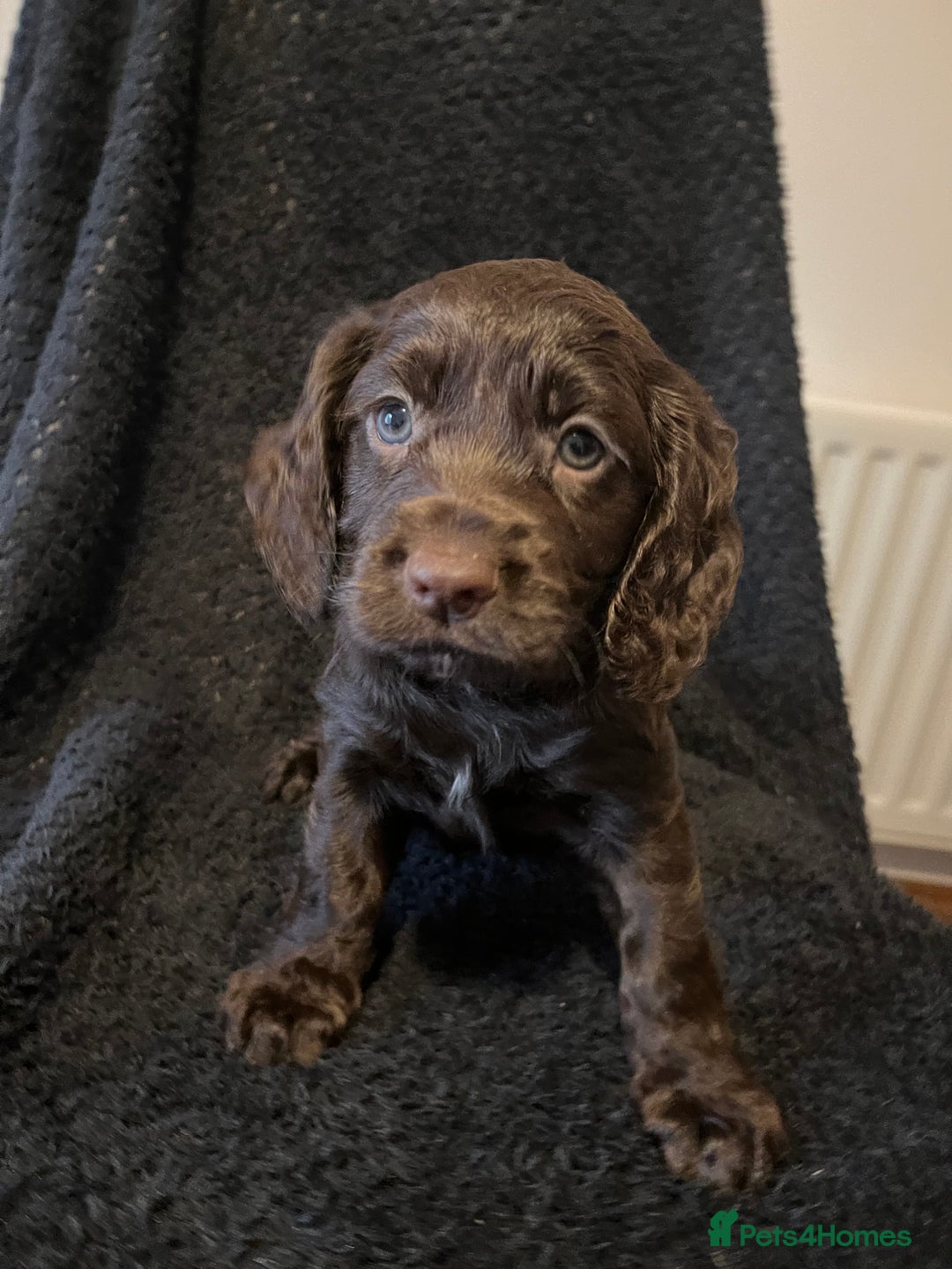 Cocker Spaniel dogs for sale: Outstanding littler of working cocker spaniels - Image 1