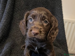 Cocker Spaniel dogs - Advert 5