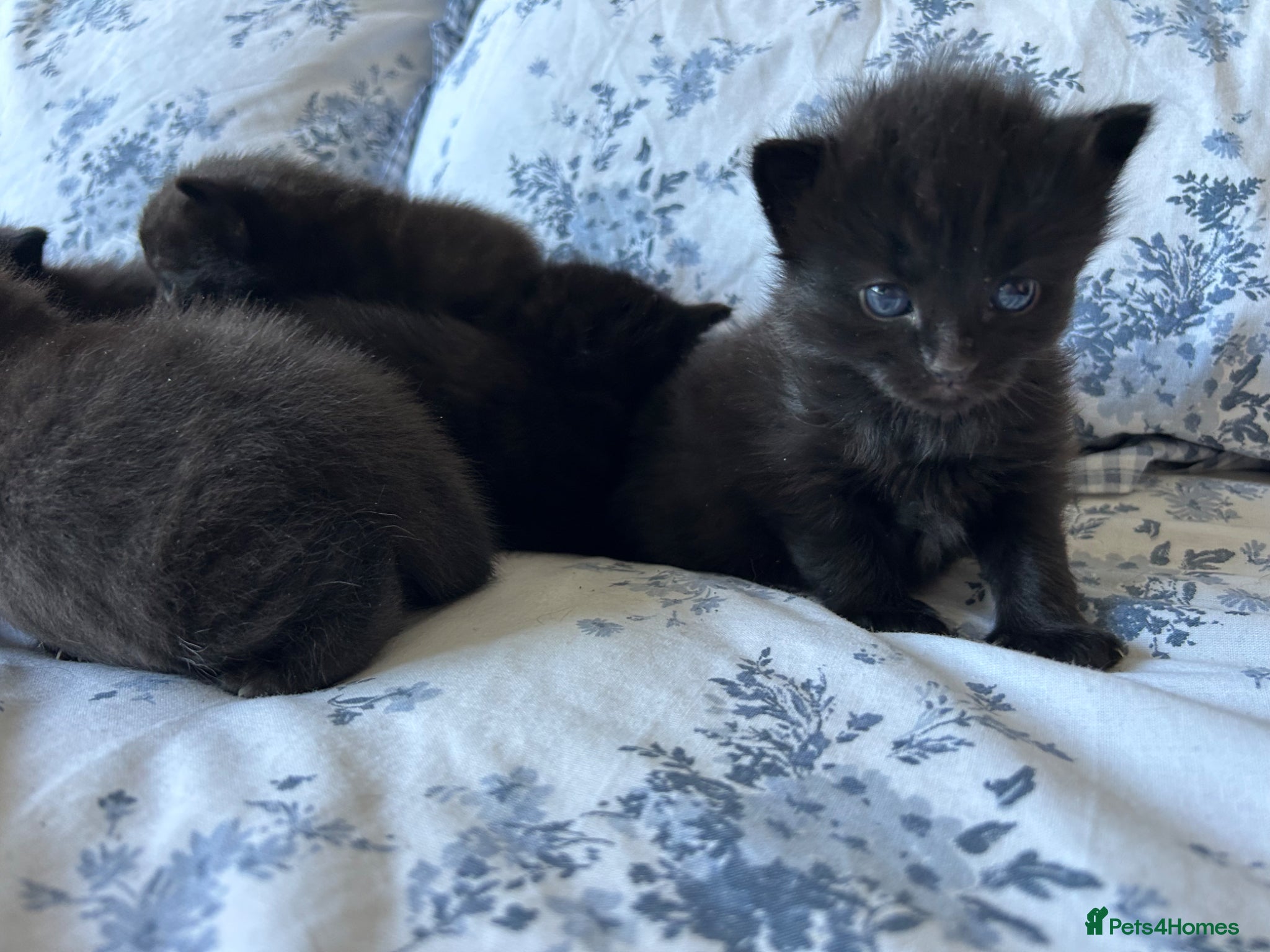 Mixed Breed cats 5 black chunky kittens  - Advert 2