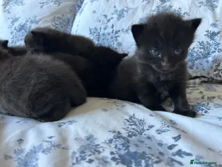 Mixed Breed cats 5 black chunky kittens - Advert 4