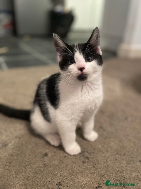 Mixed Breed cats 6 Adorable Kittens ready for loving homes! - Advert 1