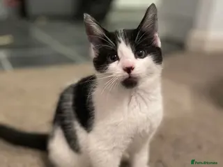 Mixed Breed cats 6 Adorable Kittens ready for loving homes! - Advert 1