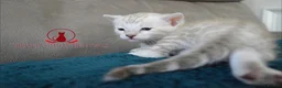 Bengal cats for sale: ✨️ glitter snow champion bengal kittens ✨️ - Advert 13