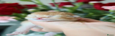 British Shorthair Golden male Kitten 2