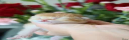 British Shorthair cats for sale: Golden British Shorthair Kittens - Reg & Licensed - Advert 2