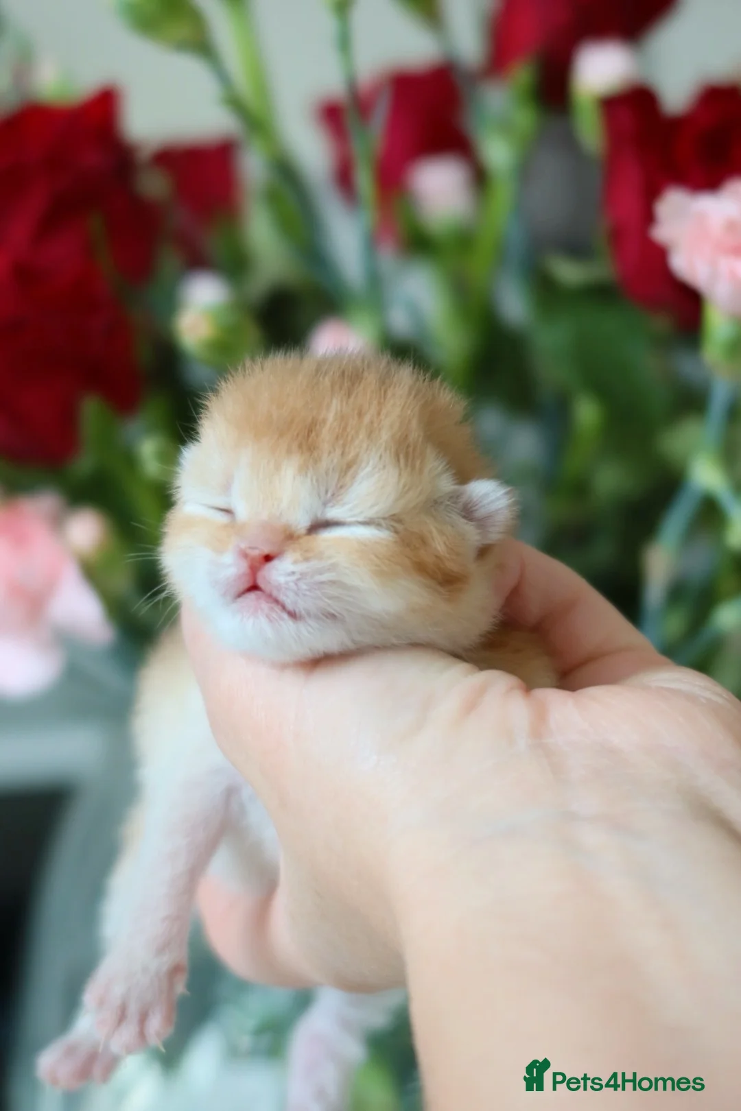 British Shorthair cats for sale: Golden British Shorthair Kittens - Reg & Licensed - Advert 2