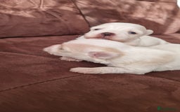 Mixed Breed dogs for sale: Bichon havanez  - Advert 1