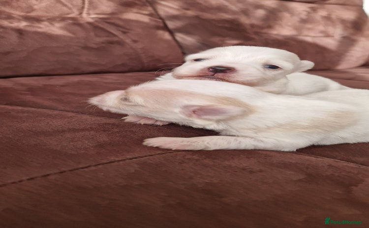 Mixed Breed dogs Bichon havanez  - Advert 2