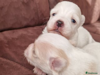 Mixed Breed dogs Bichon havanez - Advert 4