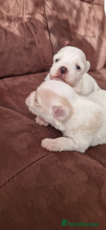 Mixed Breed dogs Bichon havanez - Advert 2