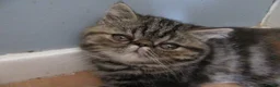Exotic cats for sale: Gorgeous Exotic kittens - Advert 4