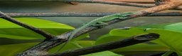 Anole reptiles for sale: Green Anoles. - Advert 2