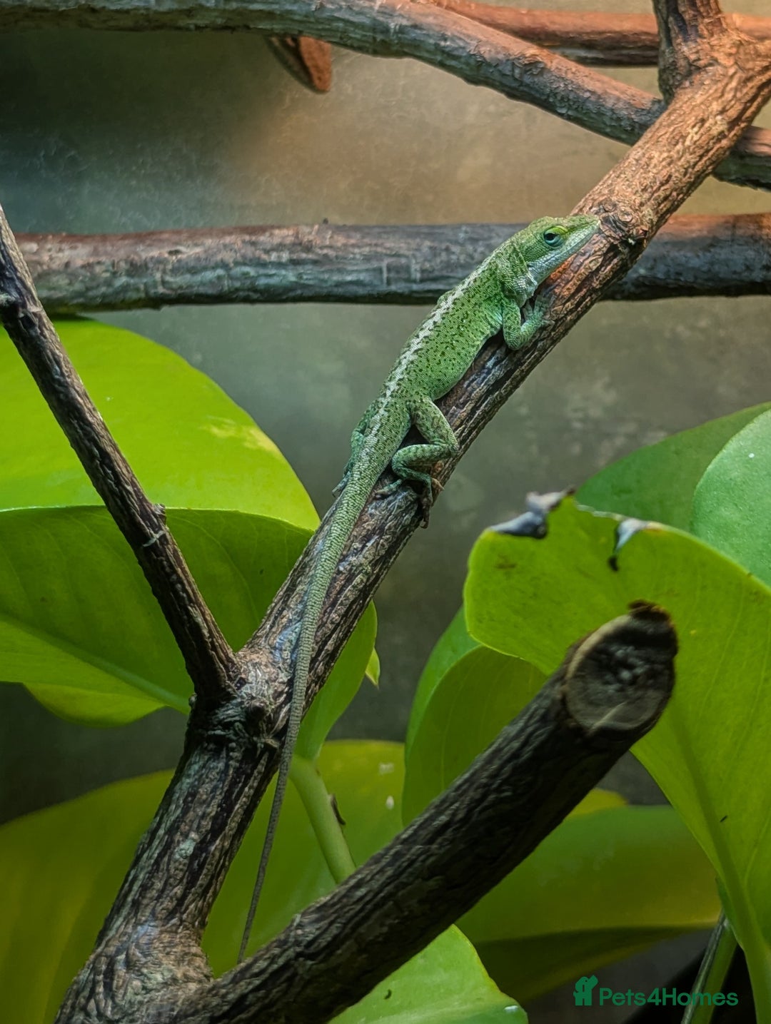 Anole reptiles for sale: Green Anoles. - Advert 2