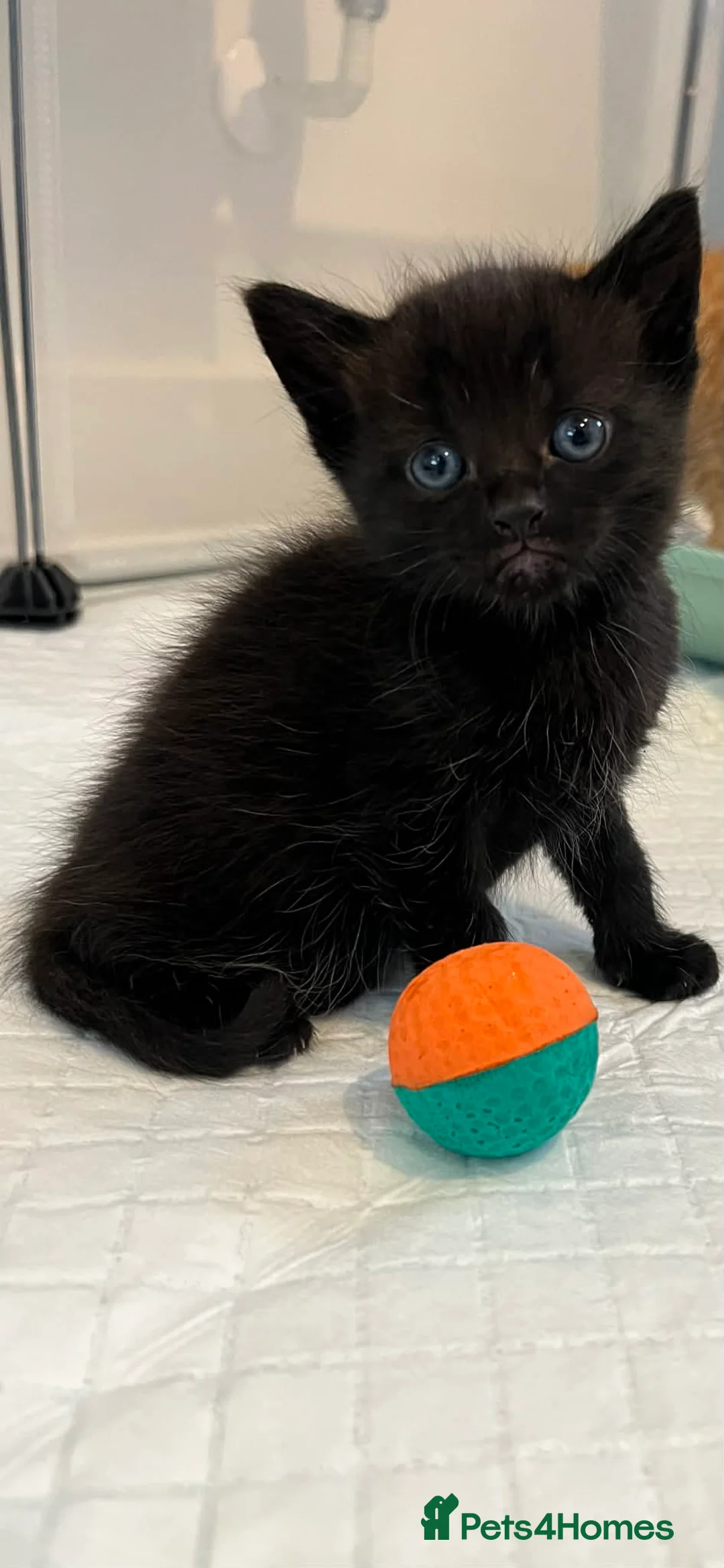 Mixed Breed cats for sale: 1 black male and 1 black female  - Advert 4