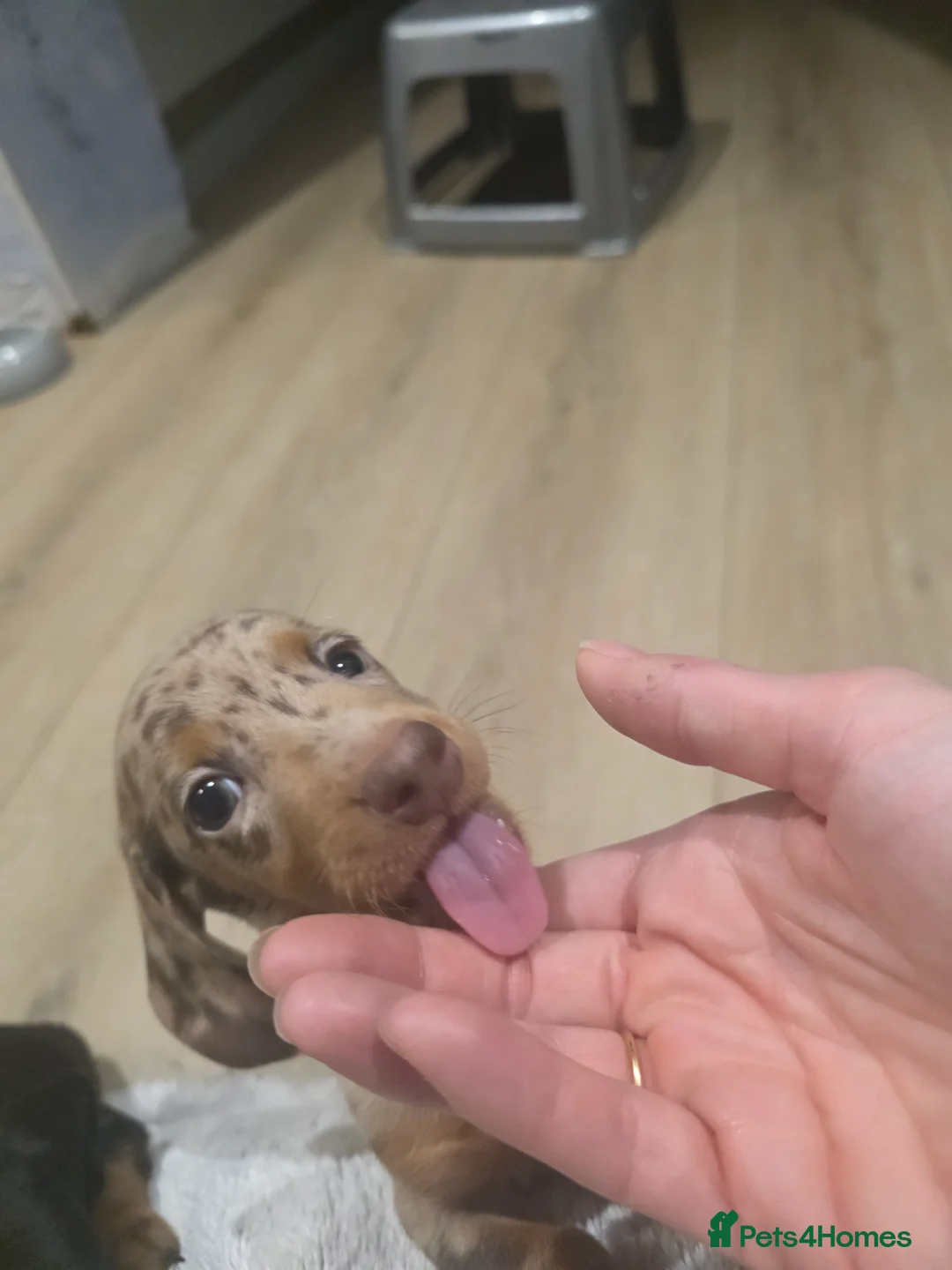Miniature Dachshund dogs for sale: READY Monday! Miniature dachshunds  - Advert 2