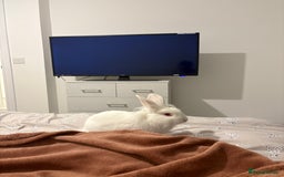 Mixed Breed rabbits for sale: Junior - male bun looking for a 🏡 - Advert 4