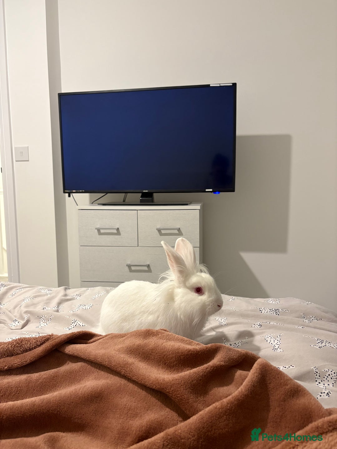 Mixed Breed rabbits for sale: Junior - male bun looking for a 🏡 - Advert 4