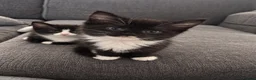 Mixed Breed cats for sale: Tabby x Bombay Kittens  - Advert 8