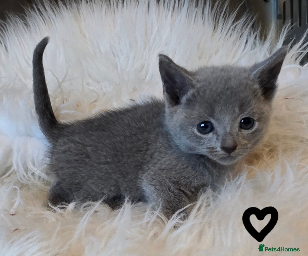 Russian Blue cats for sale: GCCF, CHAMPION SIRED RUSSIAN BLUE KITTENS - Advert 23