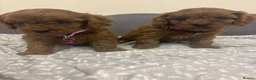 Cavapoo dogs for sale: Stunning F1 Toy Cavapoo Pups - Advert 27