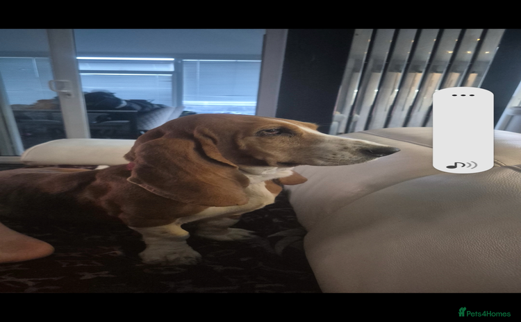 Basset Hound dogs - Advert 14
