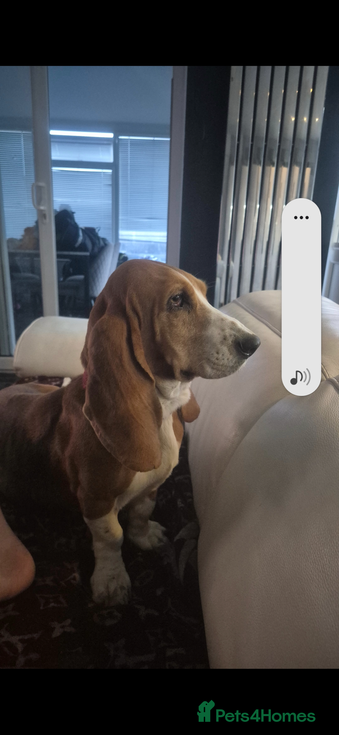 Basset Hound dogs for sale: Basset hound red tri female  - Image 1