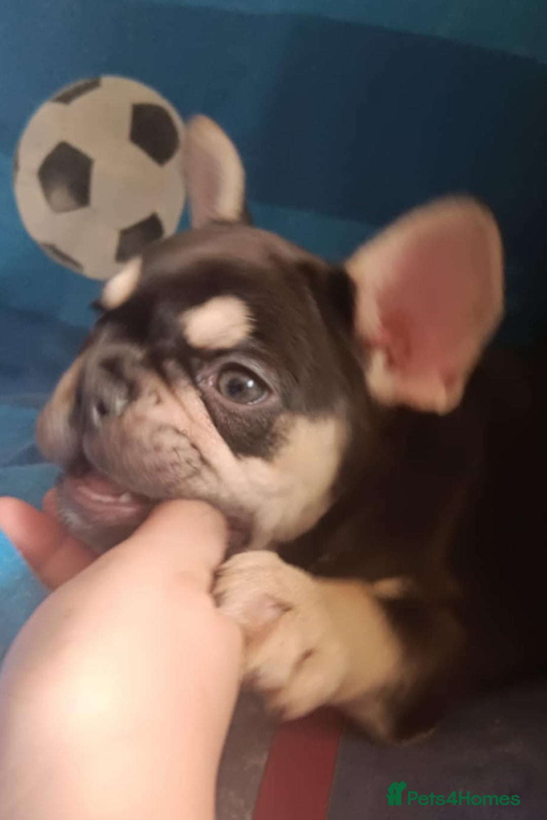 French Bulldog dogs for sale: 3 beautiful French bulldog girls - Image 5