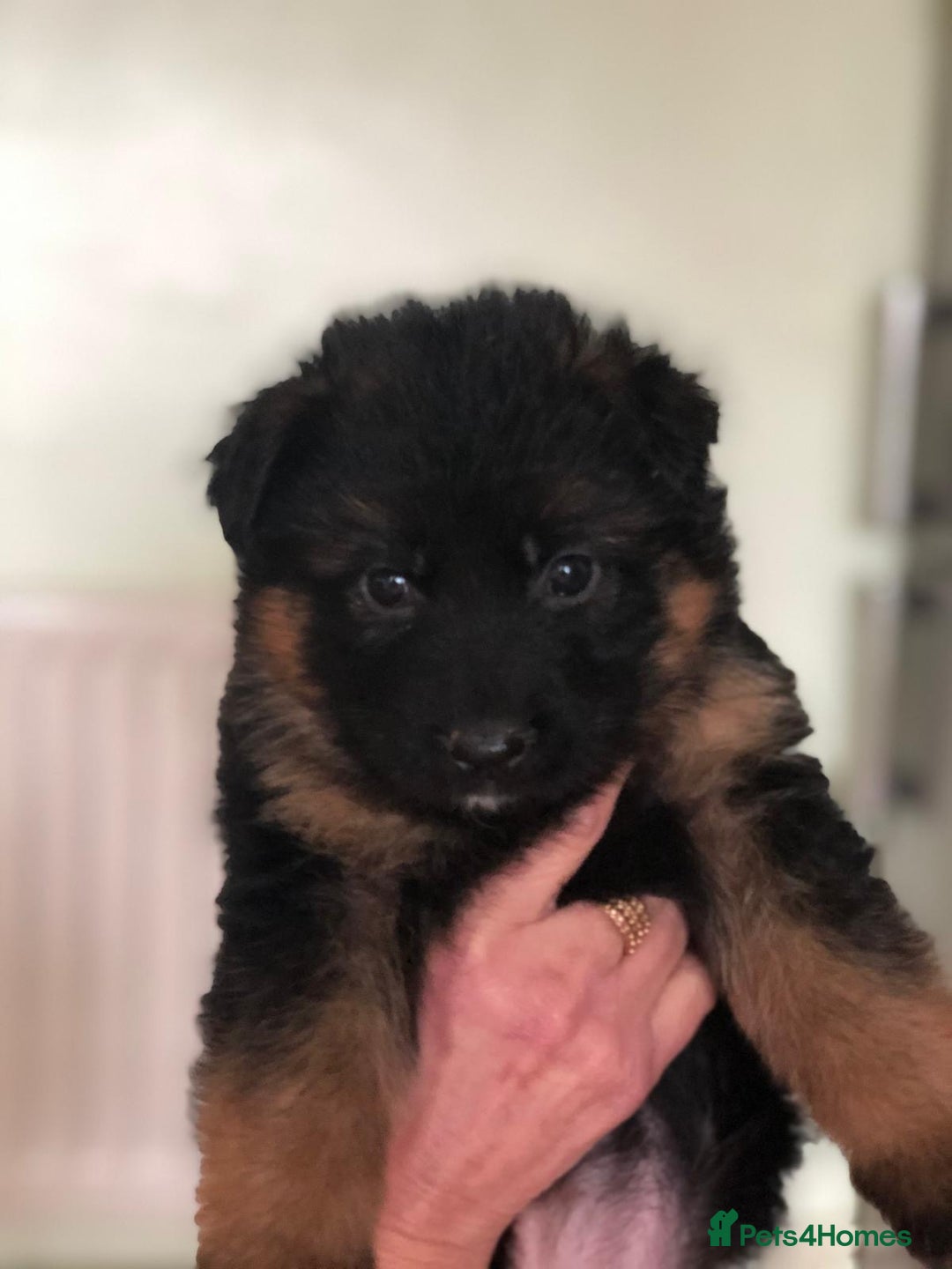 German Shepherd dogs for sale: West German German Shepherd stud dog for sale - Image 9