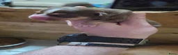 Staffordshire Bull Terrier dogs for sale: Staffy for sale - Advert 5