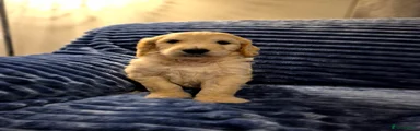 Goldendoodle Puppy 1