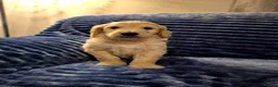 Goldendoodle dogs for sale: F1 standard goldendoodle  in Derby - Advert 3