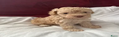 Toy Poodle Puppy 2
