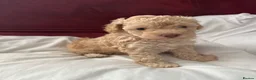 Toy Poodle dogs for sale: Toy Poodle puppy’s  - Advert 3