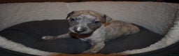 Whippet dogs for sale: Beautiful Pedigree Whippet Puppies - Advert 12