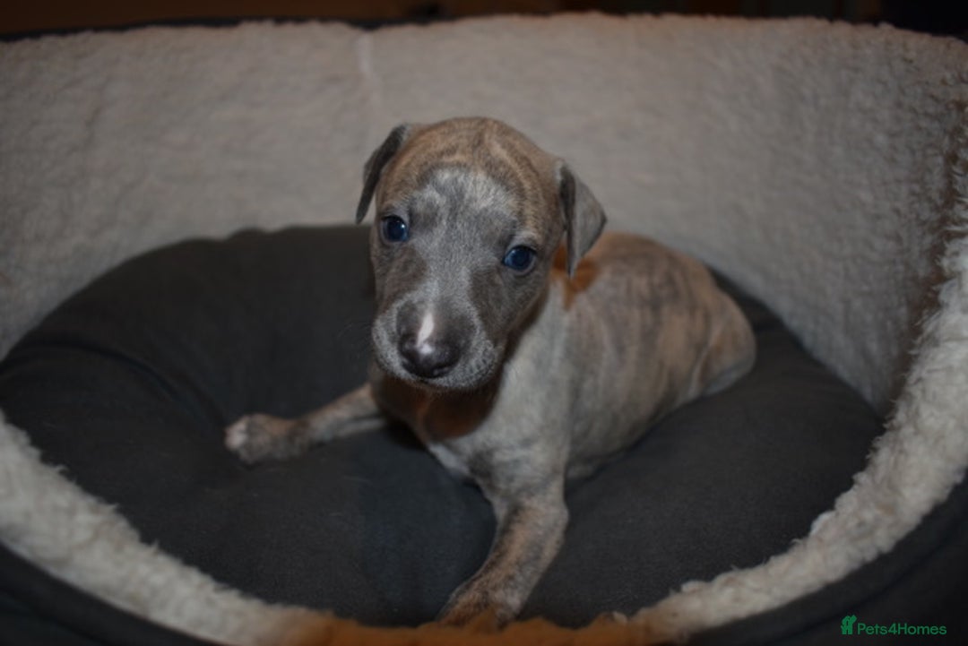 Whippet dogs for sale: Beautiful Pedigree Whippet Puppies - Advert 12