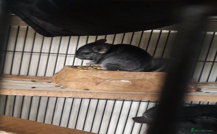 Chinchilla rodents - Advert 4
