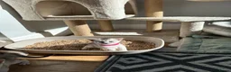 Abyssinian cats for sale: Silver Abyssinian kittens  - Advert 26