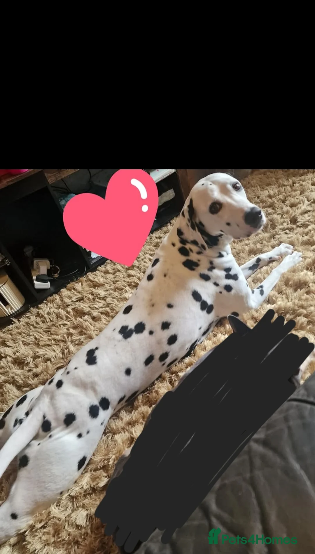 Dalmatian dogs for sale: Dalmation female 7 years old  - Advert 1
