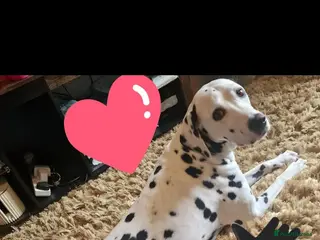 Dalmatian dogs Dalmation female 7 years old - Advert 2