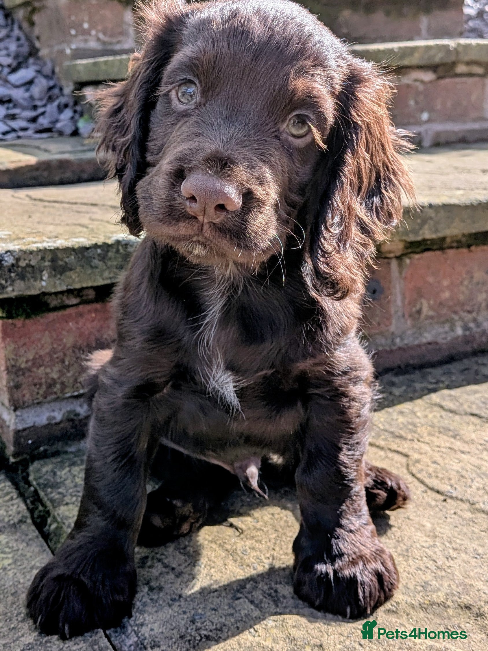 Cocker Spaniel dogs Working cocker spaniel  - Advert 2