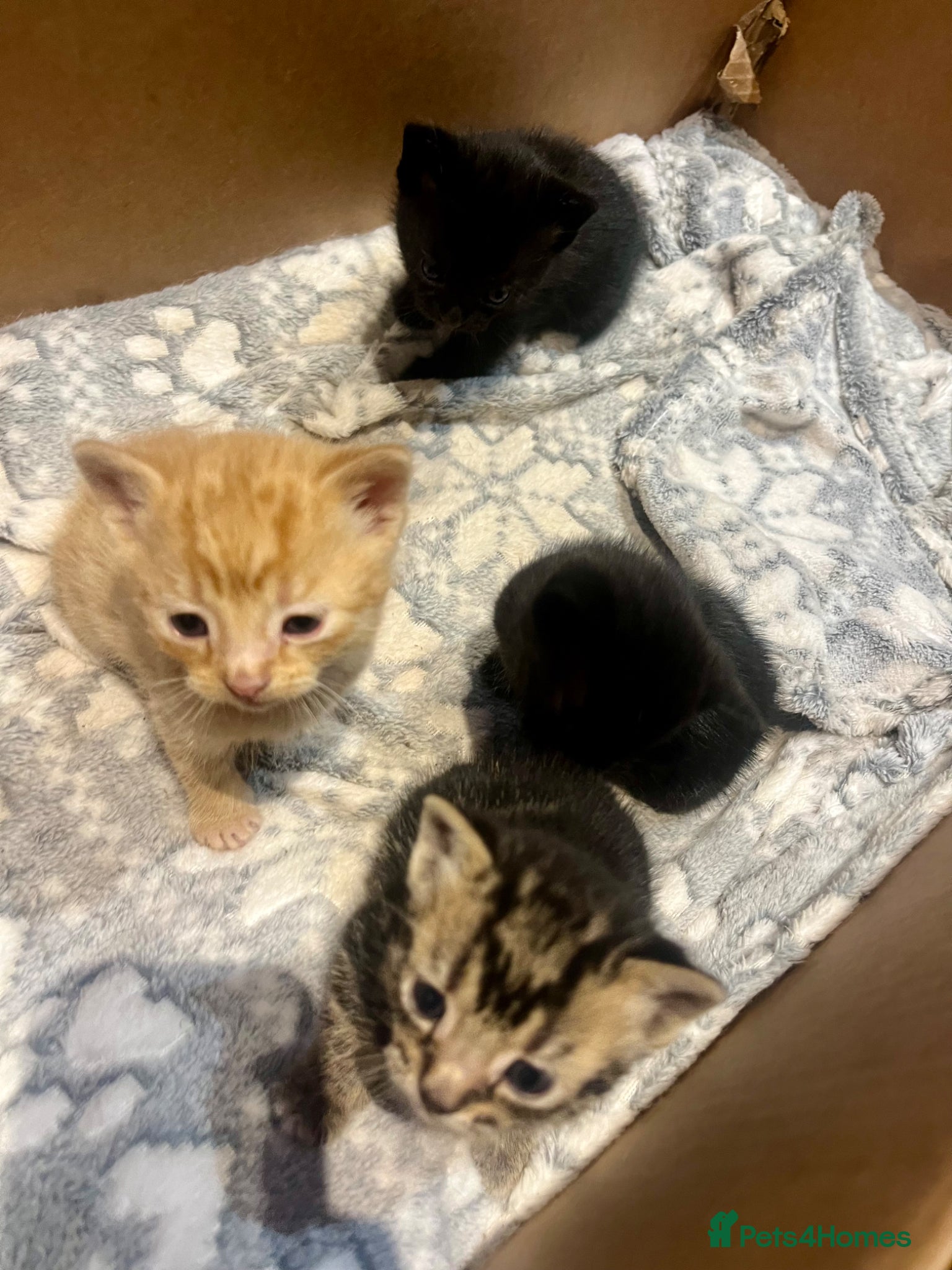Mixed Breed cats Beautiful kittens - Advert 17