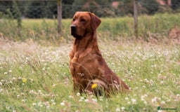 Labrador Retriever dogs for sale: Beautiful KC registered Fox Red Labrador Puppies - Image 11
