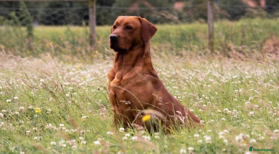 Labrador Retriever dogs for sale: Beautiful KC registered Fox Red Labrador Puppies - Image 11