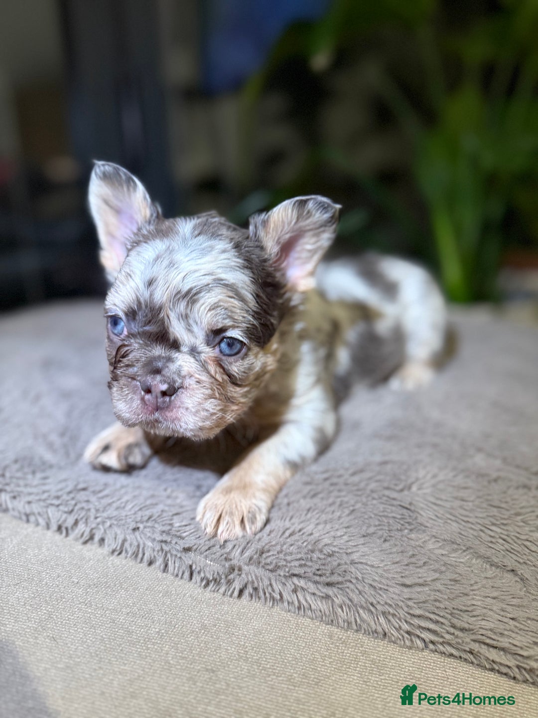 French Bulldog dogs for sale: 8weeks old Fluffy french bulldog puppies - Advert 12