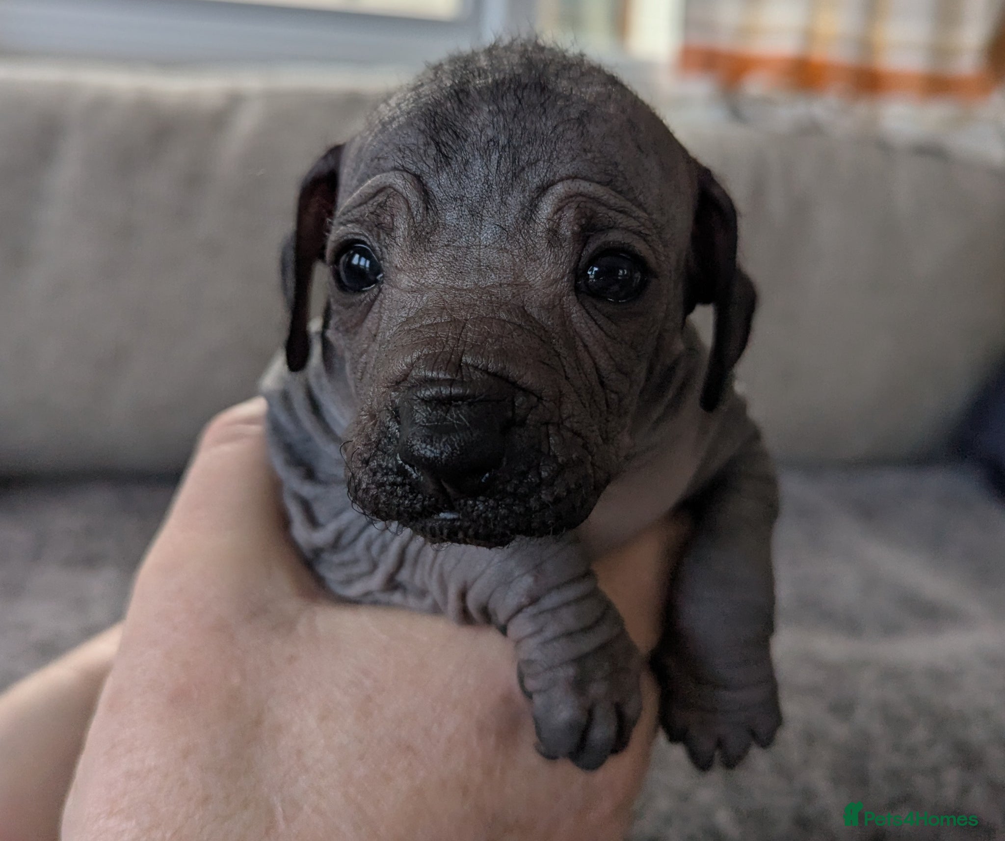 Mexican Hairless dogs Mini mexican coated/hairless xoloitzcuintli - Advert 1